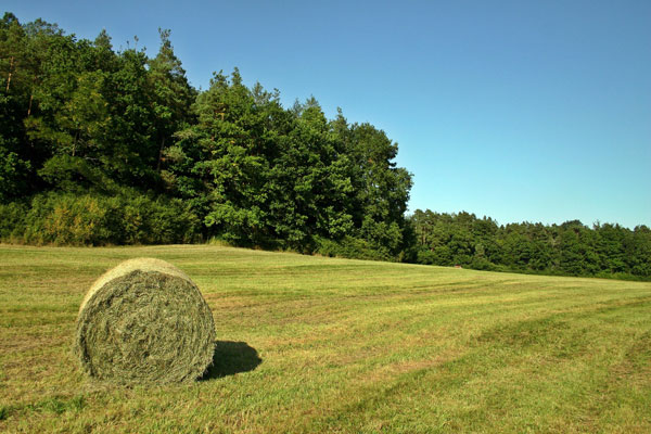 Virginia Hay Test